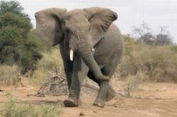 african elephant